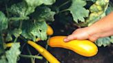 How To Grow And Care For Squash