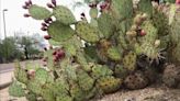 Is cactus safe to eat? Everything to know about desert foraging