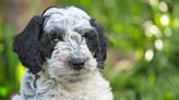 Cockapoo: Dog Breed Characteristics & Care