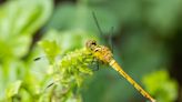 Unlocking the Spiritual Meaning of Dragonflies—What It Means if You Keep Seeing These Intricate Flying Insects