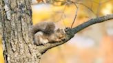 Equilibrium/Sustainability — Sleepy squirrels could save astronaut muscles