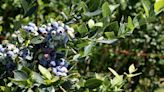 Yakima County Master Gardeners: Growing berries, Part II