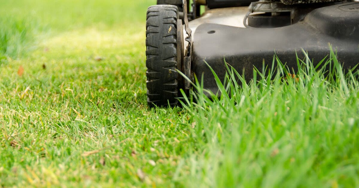 Gardeners told not to cut grass until 'next weekend' in urgent warning