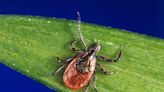 5 tick-borne diseases to watch out for this season, and how to avoid them