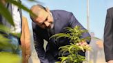 Con más de 335 plantas madre, otra provincia presentó un proyecto de cannabis medicinal e invertirá $250.000.000 este año