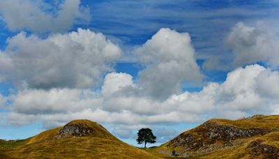 King receives first Sycamore Gap tree seedling nearly eight months after felling