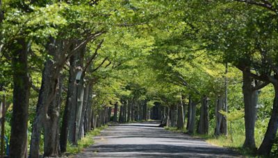 百名志工日夜守護 宜蘭頭城綠色隧道成新秘境