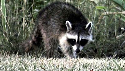 Rabid raccoons confirmed in Calhoun and Lexington counties; seven people, 2 pets exposed