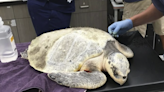 Coral the sea turtle overcomes injury at SC aquarium, found in Mexico years later - ABC Columbia