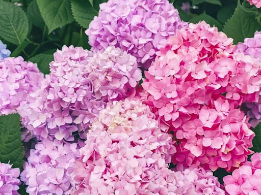 Turn your hydrangeas blue or pink by adding household item to the soil