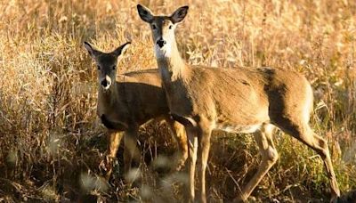 Missouri hunters can now use drones to track wounded deer, turkey