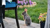 3 Expert Methods for Keeping Rabbits from Eating All of Your Garden Plants