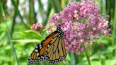 8 Ways to Use Milkweed in Your Home Landscape—and Why You Should ASAP