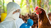 ¿Qué tan peligrosa es la gripe aviar?