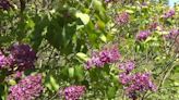 'A showstopper at the very least': Come visit these 7 acres of lilacs and other flowers free of charge in Carbon County