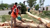 Delhi govt must take blame for nod to fell 422 trees: SC