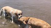 Hidratación, protección solar y ducha tras el baño: las medidas para llevar a tu perro a la playa