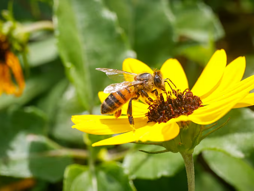 Are pollen allergies in Florida worse this year? Is climate change to blame?