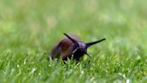 Slugs will stay away from plants thanks to £2 product they find 'unpleasant'