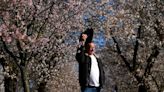 How is climate change affecting spring blossoms? Rare Czech almond grove blooms early