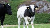 British Blue bulls prove popular in Carlisle and Ayr