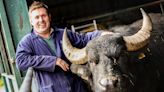 How was Buffalo Farm owner able to 'continue as if nothing happened' after Fife firm went bust?