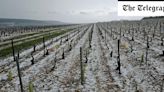 Hail storm wipes out Chablis vineyards