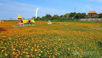 嘉義八掌溪南岸夢田 波斯菊綻放綿延金黃色地毯