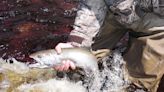 Interested in Ohio's fall steelhead fishing? Here are some of the state's best access points - Outdoor News