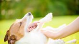 Heat Rash in Dogs