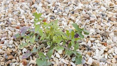 Simple chemical-free hack to eliminate driveway weeds using everyday household items