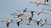 Rare flamingo flock inspires hope