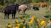La Generalitat de Valencia enviará cisternas de agua para evitar sacrificar al ganado por la sequía