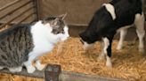 More Than Half of Cats on Farm Where Bird Flu Infected Cows Died After Drinking Milk