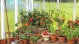 Best vegetables to grow in pots - Experts share the 8 easiest veggies to grow at home