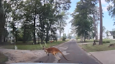 Kangaroo hops away from Texas cops in viral video