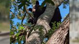 More than 24 hours pass since black bear sighting in Hillsborough County neighborhoods