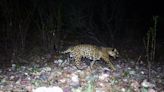 Is there a new jaguar in Arizona? Trail cameras detect a cat in the Huachuca Mountains