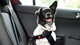 The best dog seatbelts of 2024