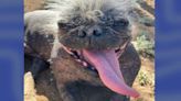 World’s Ugliest Dog Contest now taking submissions