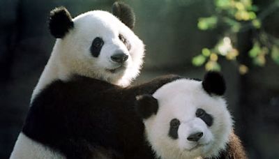 China Promises American Zoo New Pandas