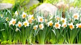 How and When to Plant Daffodil Bulbs