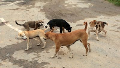 Stray dog ‘thrown down’ from 7th floor of Greater Noida building, dies