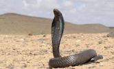 Egyptian cobra