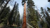 Giant sequoias survived a California wildfire. Next time, they may not be so lucky