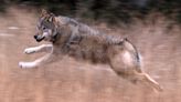 One of Colorado's released wolves found dead in Larimer County