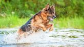 German Shepherd's Gratitude Over Mom Buying Him a Swimming Pool Is Everything