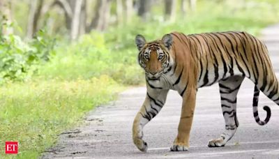 Tiger that killed 10 in UP likely deaf due to long-term exposure to firecrackers, horns: Officials