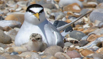 Campaign begins to protect beach-nesting birds