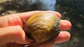 6 Texas freshwater mussels are now endangered